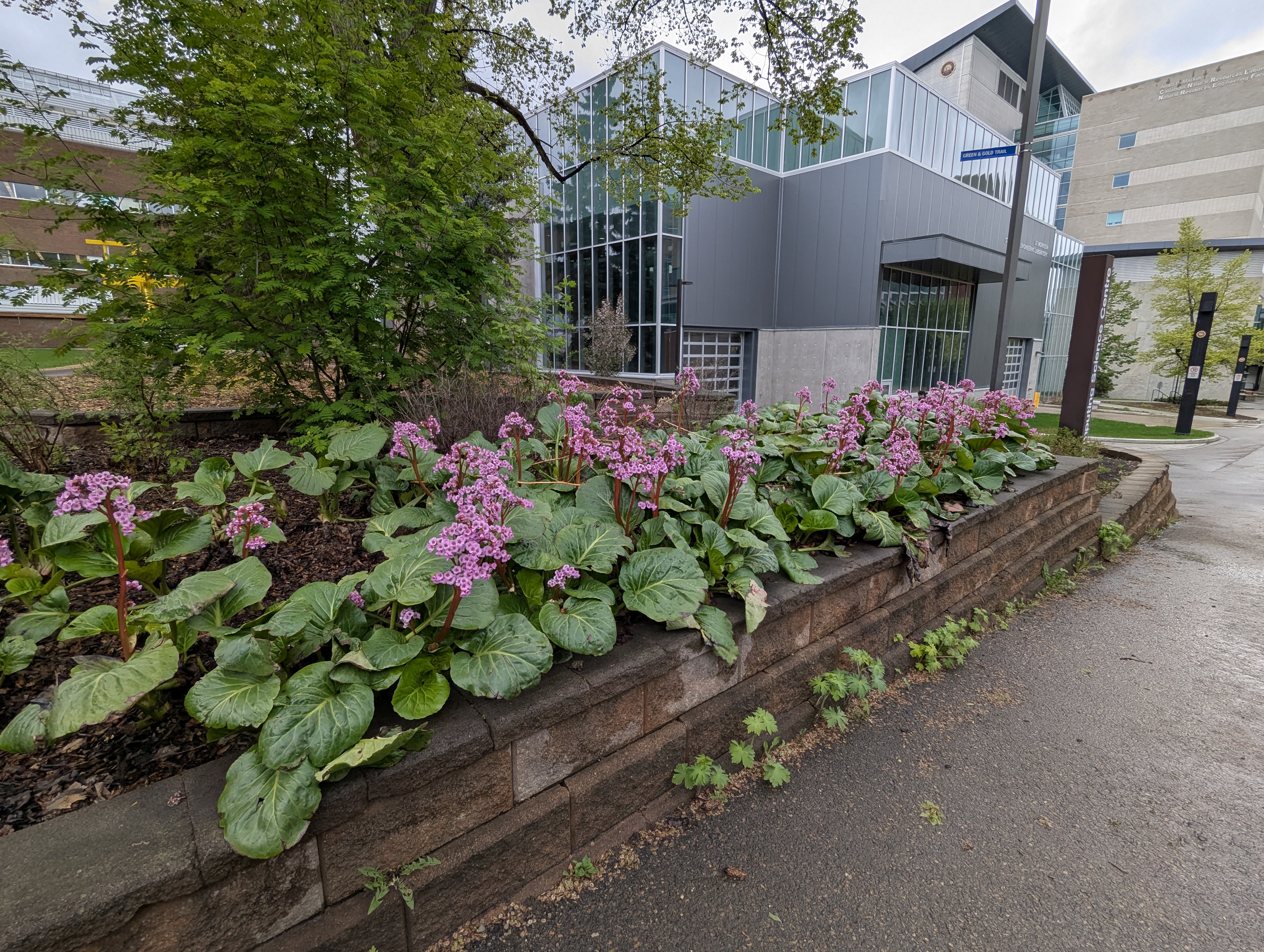 Birthday Trip to Canada, University of Alberta